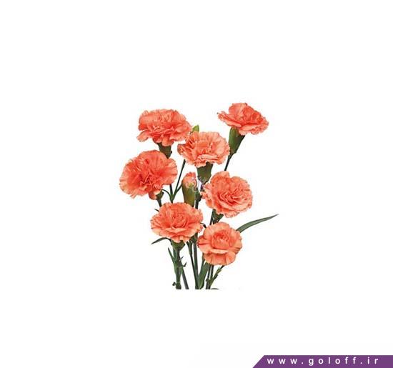 خرید گل میخک مینیاتوری بل مونته - Miniature Carnation | گل آف